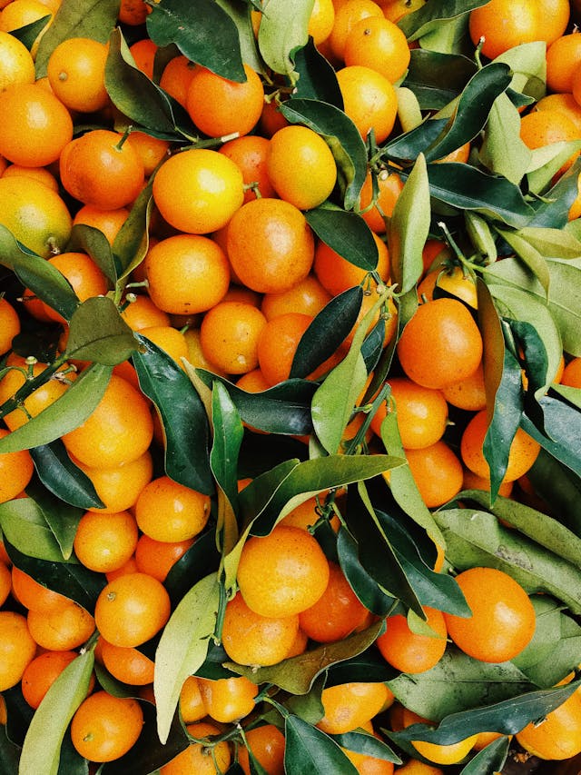 Summer Citrus Success: KR Citrus Doubles Young Orange Tree Growth with Booster Technology!